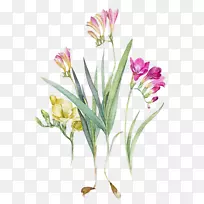 水彩画植物插图-空若网 水彩画植物插图-空若网