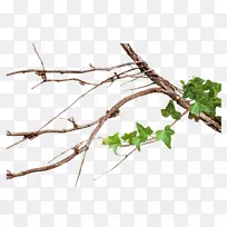 /m/083vt叶Naver博客植物茎植物-空若网 /m/083vt叶Naver博客植物茎植物-空若网