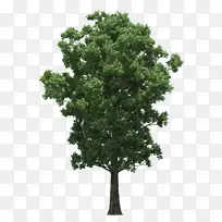 树型可移植网络图形图像设计下载-景观安装-空若网 树型可移植网络图形图像设计下载-景观安装-空若网