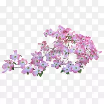 ����ɽ���ǲ�ͼ-��ѻ������-����ɽ����Ҷ-������