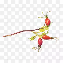 õ¹å»¨²è-Å£Ó͹û-¿ÕÈôÍø õ¹å»¨²è-Å£Ó͹û-¿ÕÈôÍø