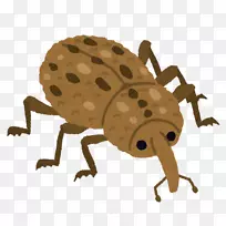 不同种类的地毯甲虫-空若网 不同种类的地毯甲虫-空若网