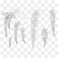 细枝草线艺术字体植物的研究-空若网 细枝草线艺术字体植物的研究-空若网