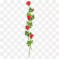 开花植物花园玫瑰科-花冠-空若网 开花植物花园玫瑰科-花冠-空若网