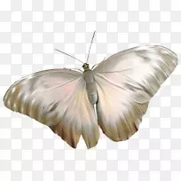 蝴蝶数字图像png图片昆虫蝴蝶-空若网 蝴蝶数字图像png图片昆虫蝴蝶-空若网