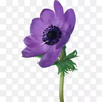 紫海葵-空若网 紫海葵-空若网