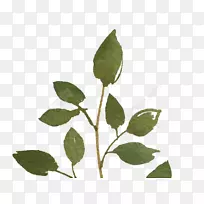 png图片图像下载图形水彩画.绿色植物-空若网 png图片图像下载图形水彩画.绿色植物-空若网