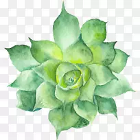 肉质植物水彩画植物插图仙人掌画-空若网 肉质植物水彩画植物插图仙人掌画-空若网