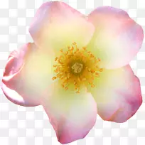 ˮ�ʻ�-�ۺ�ɫ-������