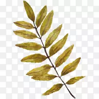 图像叶png图片水彩画.枯萎植物-空若网 图像叶png图片水彩画.枯萎植物-空若网