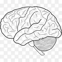 人体脑图剪贴画-神经科学-空若网 人体脑图剪贴画-神经科学-空若网