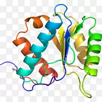剪贴画有机体线身首饰.拟南芥插图-空若网 剪贴画有机体线身首饰.拟南芥插图-空若网