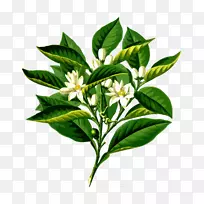 植物学插画艺术家植物学-普通话图形-空若网 植物学插画艺术家植物学-普通话图形-空若网