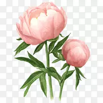 ĵµ¤Ö²Îï²åͼ-ĵµ¤Ë®²Ê»-ĵµ¤º£±¨-¿ÕÈôÍø ĵµ¤Ö²Îï²åͼ-ĵµ¤Ë®²Ê»-ĵµ¤º£±¨-¿ÕÈôÍø