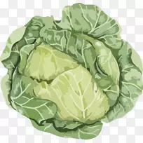 白菜砧木摄影免收蔬菜插图-卷心菜植物-空若网 白菜砧木摄影免收蔬菜插图-卷心菜植物-空若网