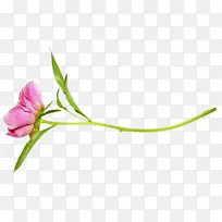 牡丹切花png图片剪辑艺术牡丹-空若网 牡丹切花png图片剪辑艺术牡丹-空若网