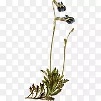 植物开花植物,百合的山谷植物茎-罗贝里征-空若网 植物开花植物,百合的山谷植物茎-罗贝里征-空若网