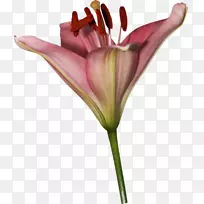 百合切花花束花园玫瑰百合花-空若网 百合切花花束花园玫瑰百合花-空若网