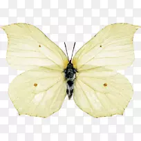 蝴蝶-蝴蝶-空若网 蝴蝶-蝴蝶-空若网