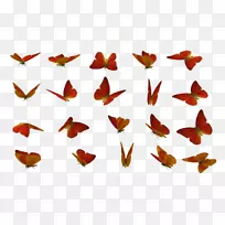 ���������������ɫpngͼƬ.����Ƭ-������