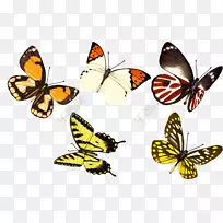 蝴蝶图形图像昆虫png图片考古挖掘-空若网 蝴蝶图形图像昆虫png图片考古挖掘-空若网