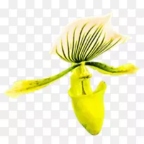 开花植物茎植物.兰花海报-空若网 开花植物茎植物.兰花海报-空若网