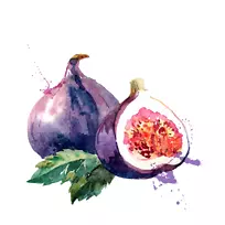 水彩画普通无花果水彩画-空若网 水彩画普通无花果水彩画-空若网