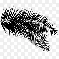 棕榈树睫毛-空若网 棕榈树睫毛-空若网