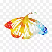 m。蝴蝶橙色S.A.-空若网 m。蝴蝶橙色S.A.-空若网