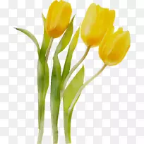 郁金香切花花卉花束-空若网 郁金香切花花卉花束-空若网