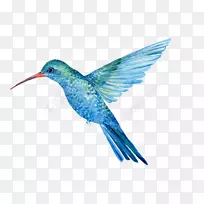 蜂鸟插图图像水彩画.空中装饰-空若网 蜂鸟插图图像水彩画.空中装饰-空若网