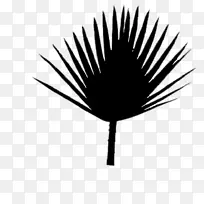 叶线树-空若网 叶线树-空若网