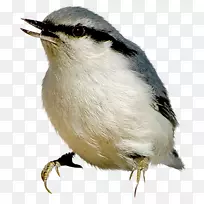 鸟类中心博客可移植网络图形图像剪辑艺术-鸟-空若网 鸟类中心博客可移植网络图形图像剪辑艺术-鸟-空若网