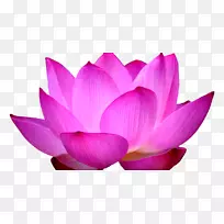 神圣莲花png图片剪贴画图片桌面壁纸-花-空若网 神圣莲花png图片剪贴画图片桌面壁纸-花-空若网