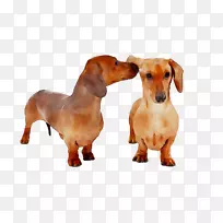 达克斯犬繁殖伴犬鼻子-空若网 达克斯犬繁殖伴犬鼻子-空若网