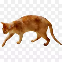 胡须,家短毛猫鼻子野生动物-空若网 胡须,家短毛猫鼻子野生动物-空若网