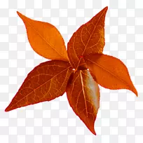剪贴画png图片叶博客图片-叶-空若网 剪贴画png图片叶博客图片-叶-空若网
