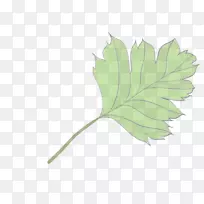 开花植物茎叶植物.叶脉背景-空若网 开花植物茎叶植物.叶脉背景-空若网