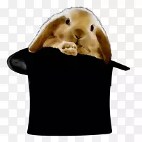 ëƤ����-������