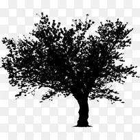 树枝图形图像谷橡木-空若网 树枝图形图像谷橡木-空若网