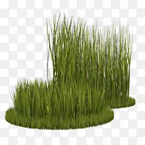 草本植物多年生黑麦草草坪草-空若网 草本植物多年生黑麦草草坪草-空若网