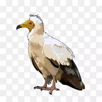 秃鹰埃及秃鹰家用金丝雀剪贴画-空若网 秃鹰埃及秃鹰家用金丝雀剪贴画-空若网