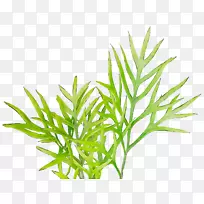 ���ֲ�ﾥˮ���ֲ��-������