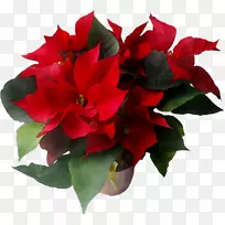 花园玫瑰切花花型花束-空若网 花园玫瑰切花花型花束-空若网