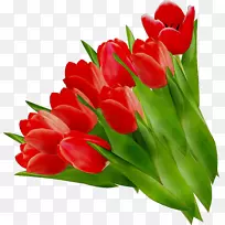 郁金香切花花卉花束-空若网 郁金香切花花卉花束-空若网