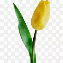 郁金香花园玫瑰植物茎花瓣植物-空若网 郁金香花园玫瑰植物茎花瓣植物-空若网