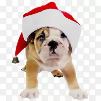 老英国斗牛犬玩具斗牛犬老英国斗牛犬谷斗牛犬白色英国斗牛犬-空若网 老英国斗牛犬玩具斗牛犬老英国斗牛犬谷斗牛犬白色英国斗牛犬-空若网