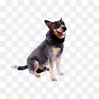 澳大利亚牛犬澳大利亚海带猎犬马尾犬-空若网 澳大利亚牛犬澳大利亚海带猎犬马尾犬-空若网