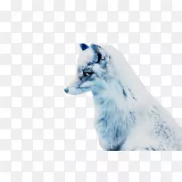 毛皮鼻子狐狸新闻-空若网 毛皮鼻子狐狸新闻-空若网