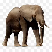 Windows SharePoint服务印度大象非洲象安卓-空若网 Windows SharePoint服务印度大象非洲象安卓-空若网